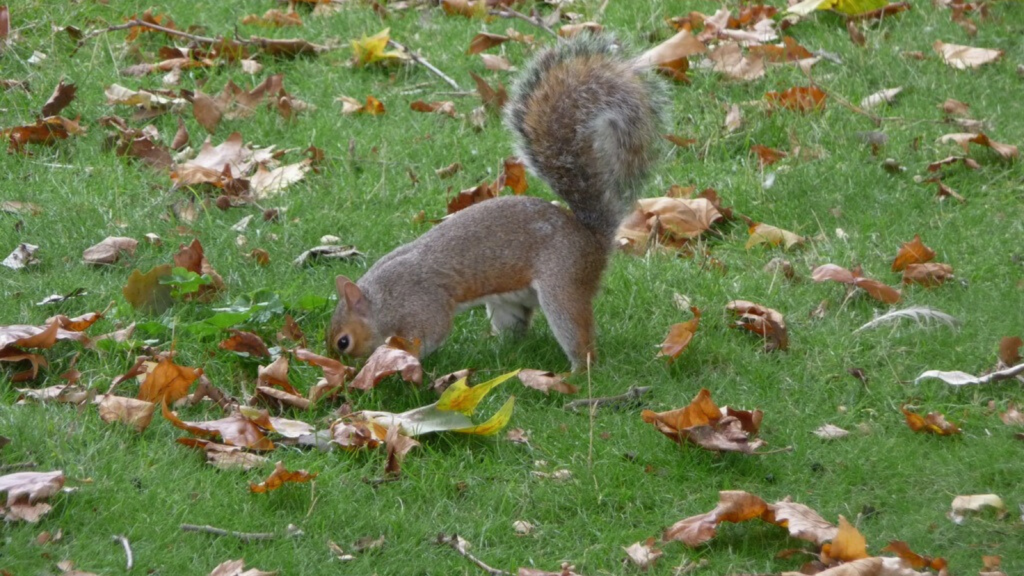 Squirrel 