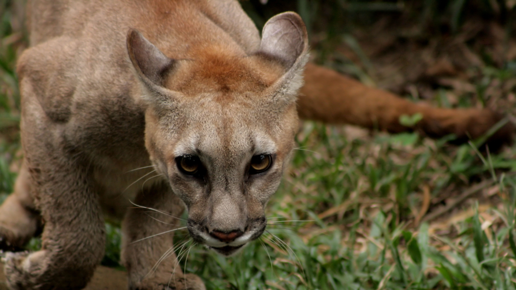 15 Things You Probably Didn't Know About Mountain Lions