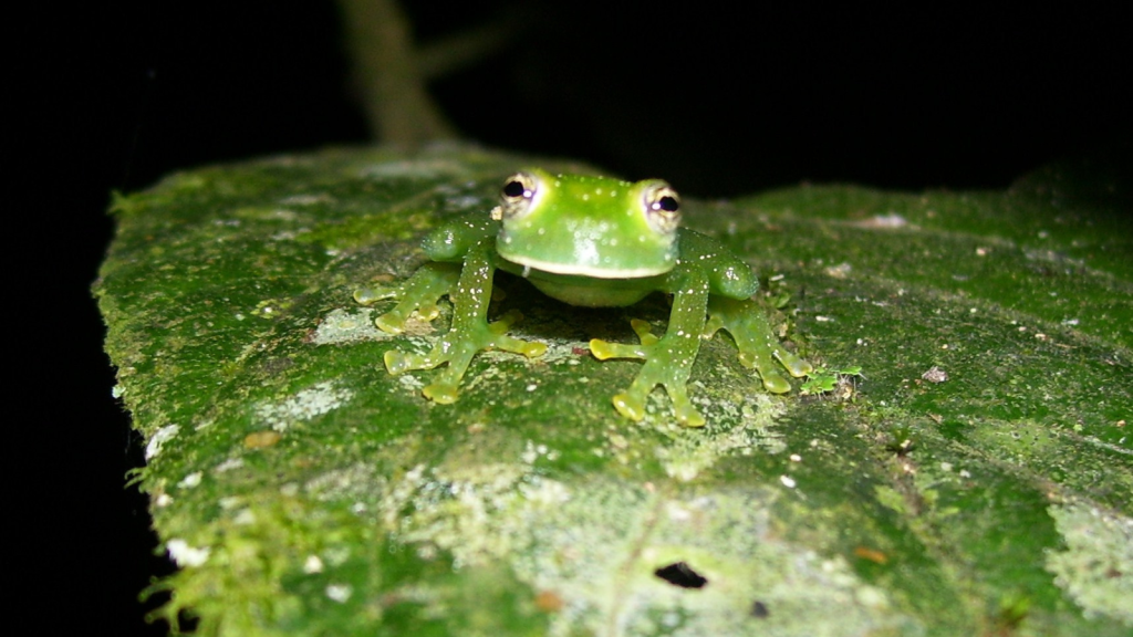 Glass Frog