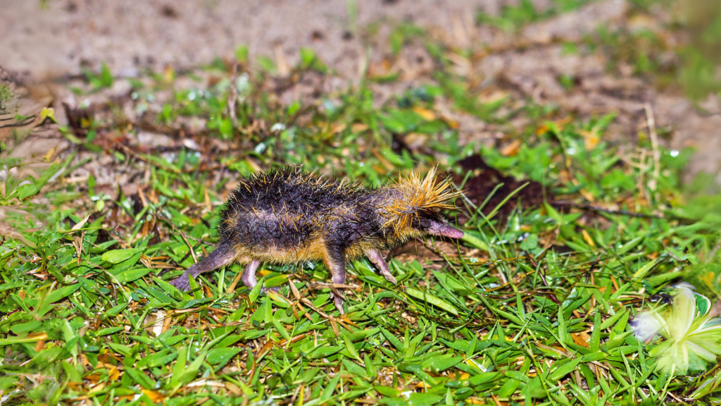 Lowland Streaked Tenrec