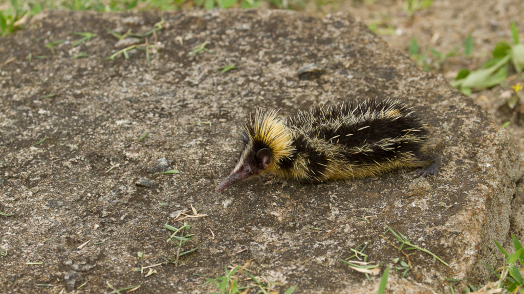 Lowland Streaked Tenrec