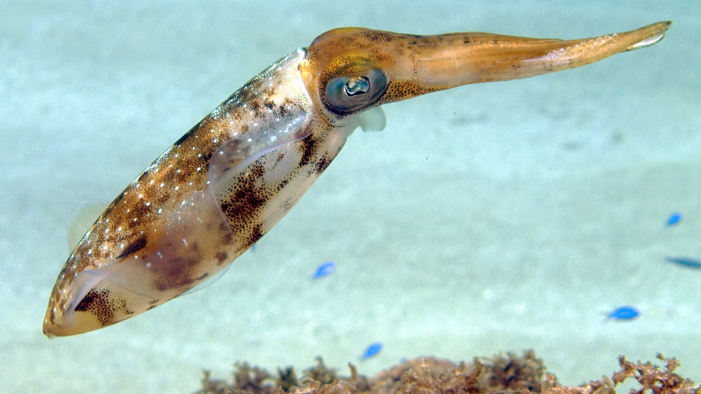 Caribbean Reef Squid