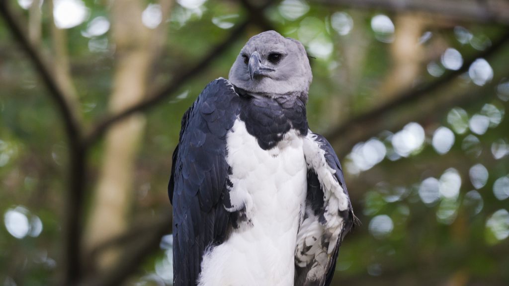 Harpy Eagle