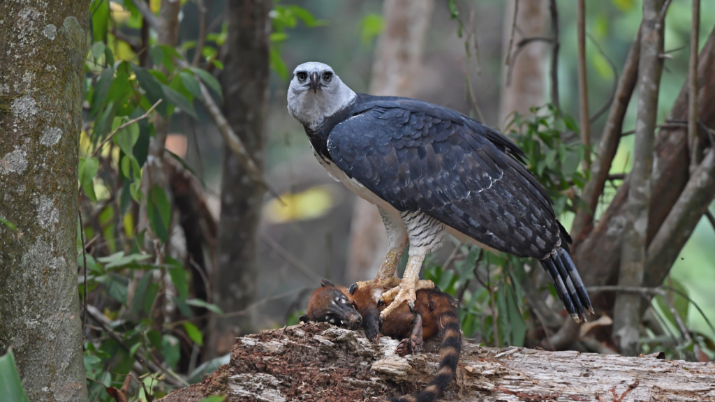 Harpy Eagle