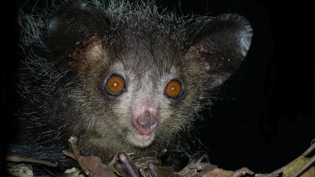 Aye-Aye