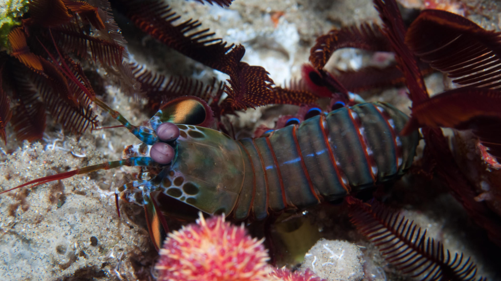 Peacock Mantis Shrimp