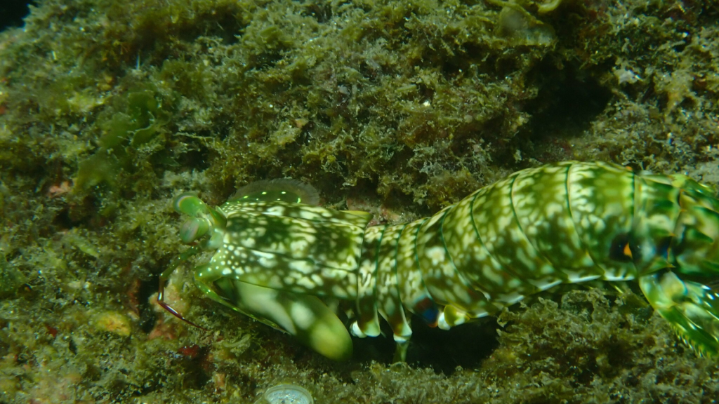 Green Marble Mantis Shrimp 