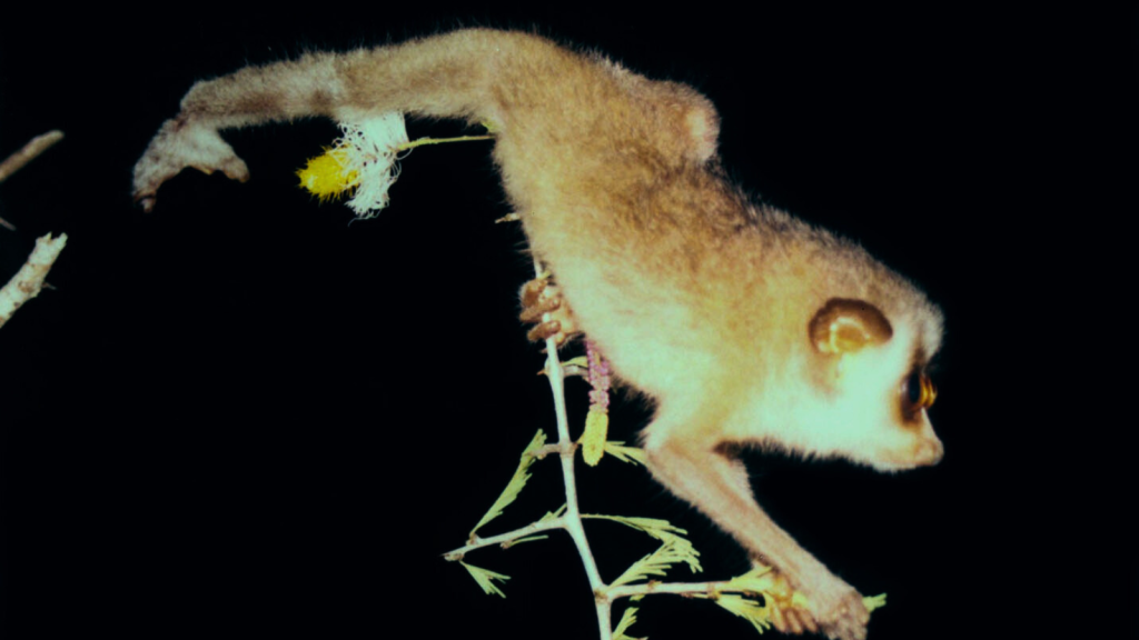 Slender Loris