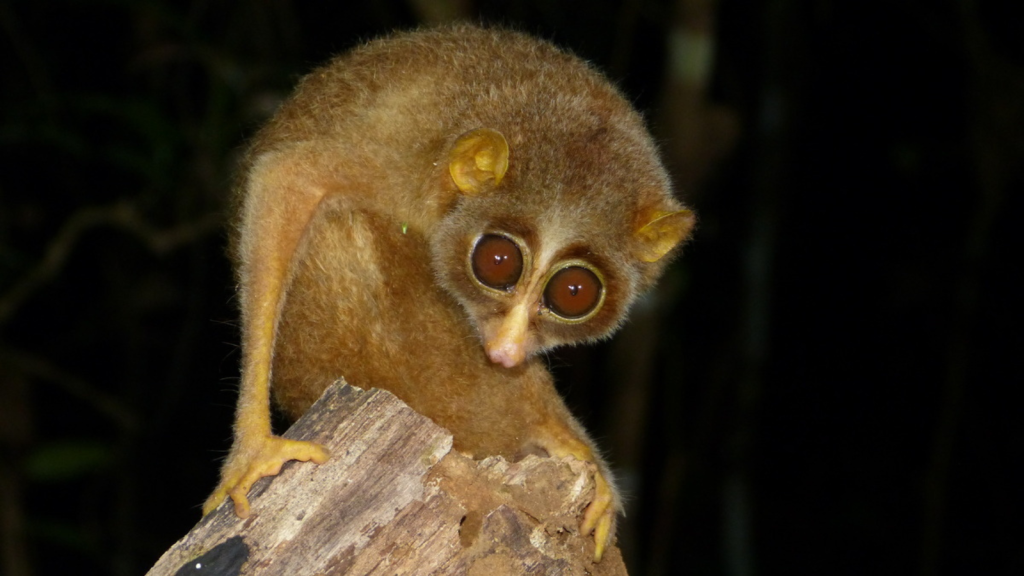 Slender Loris