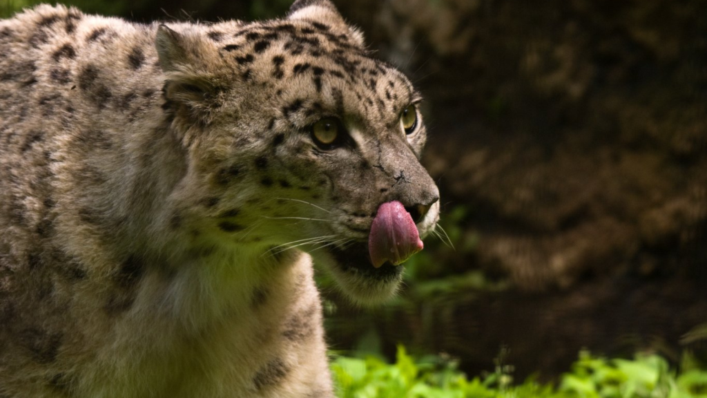 Snow Leopard | Secrets of the Snow Ghost: Amazing Big Cat Adaptations