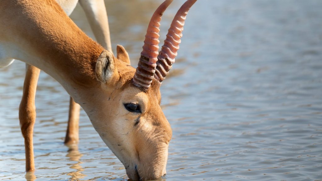 Saiga Antelope