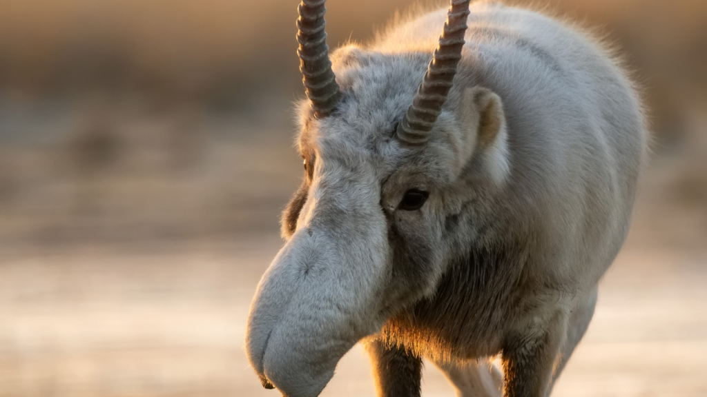 Saiga Antelope