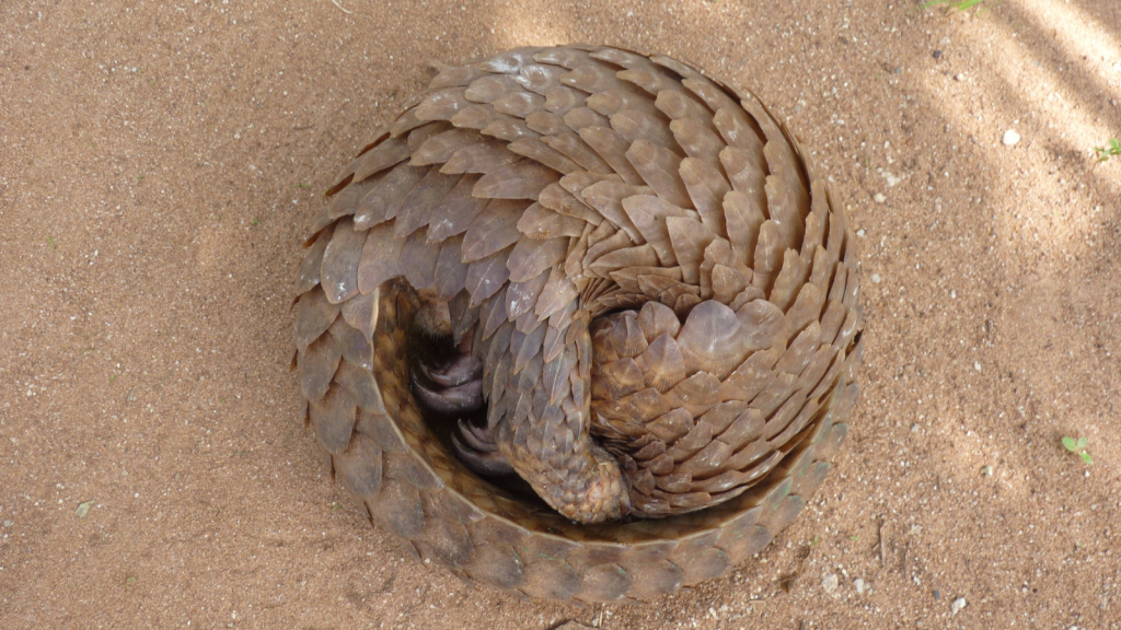 Pangolin