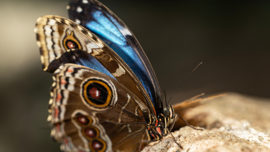 Wings of Wonder The Secrets of Blue Morpho Butterflies