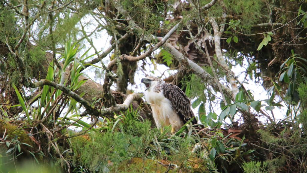 Philippine Eagle