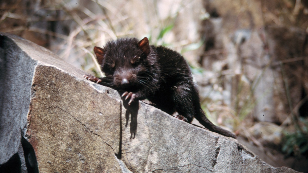 Tasmanian Devil