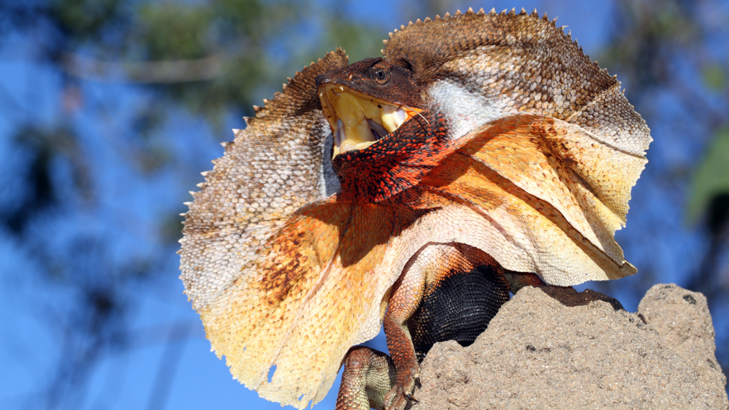 Frilled Lizard