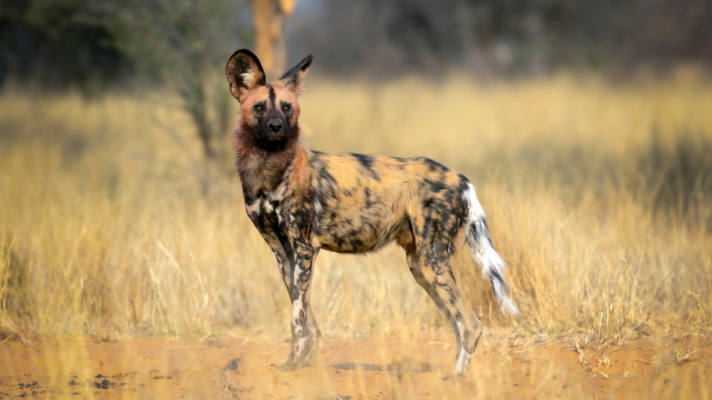 African Wild Dog 