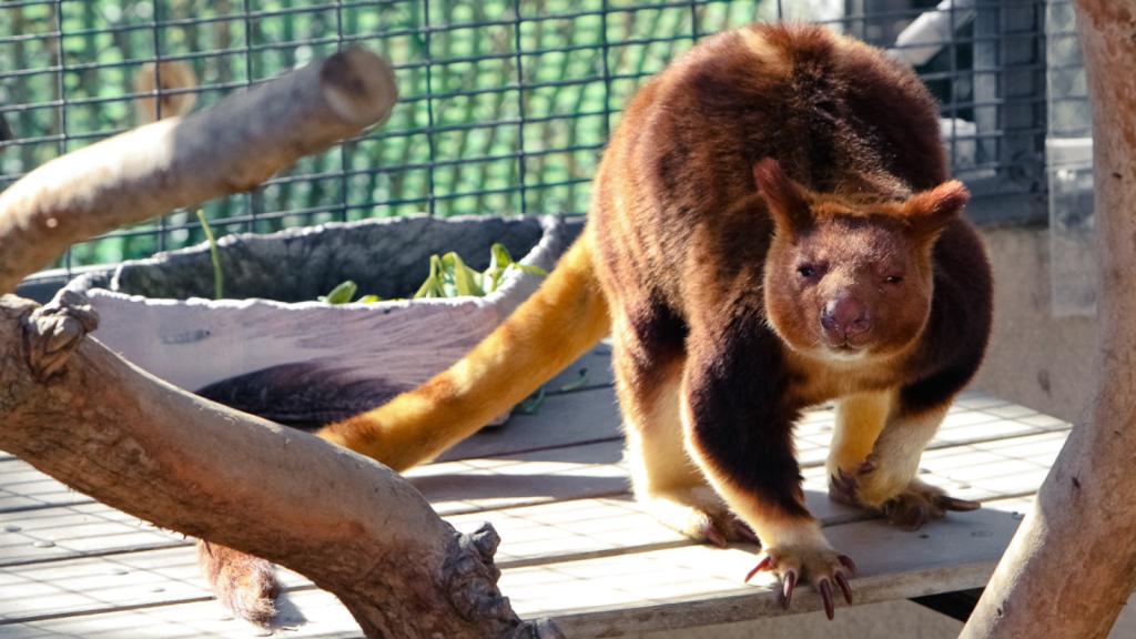 Tree Kangaroo 