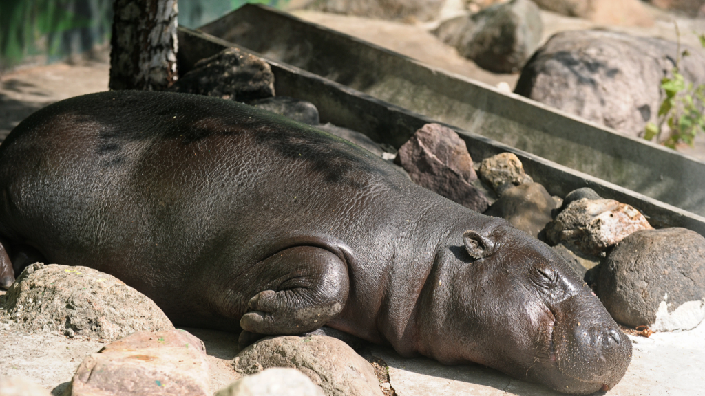 Pygmy Hippopotamus