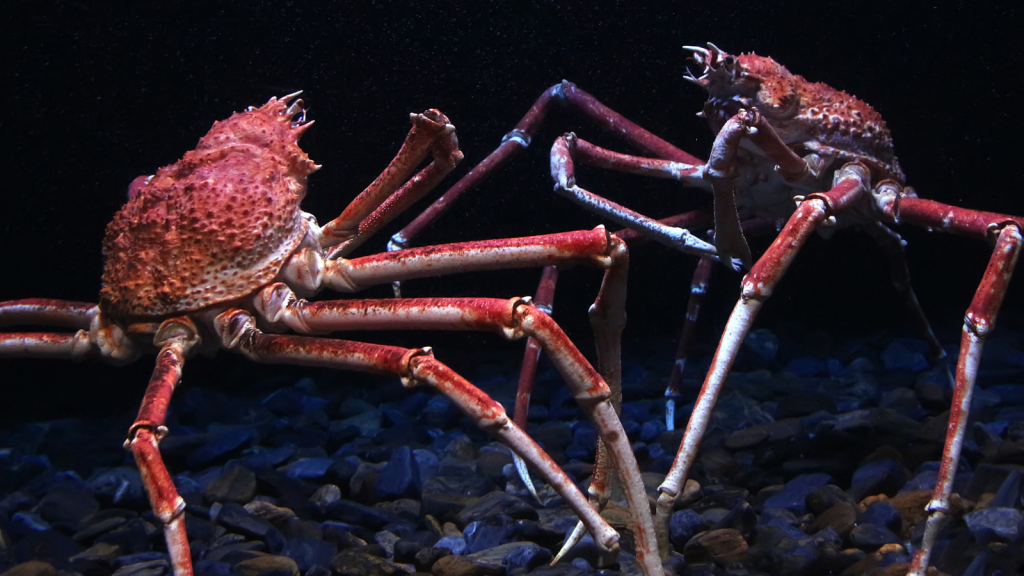 Japanese Spider Crab