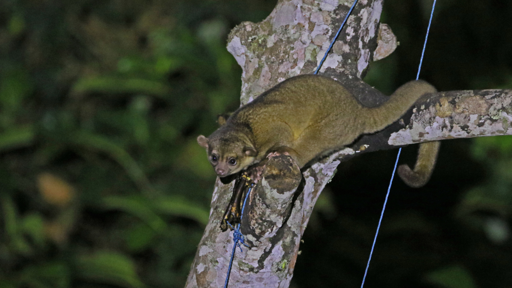 Kinkajou