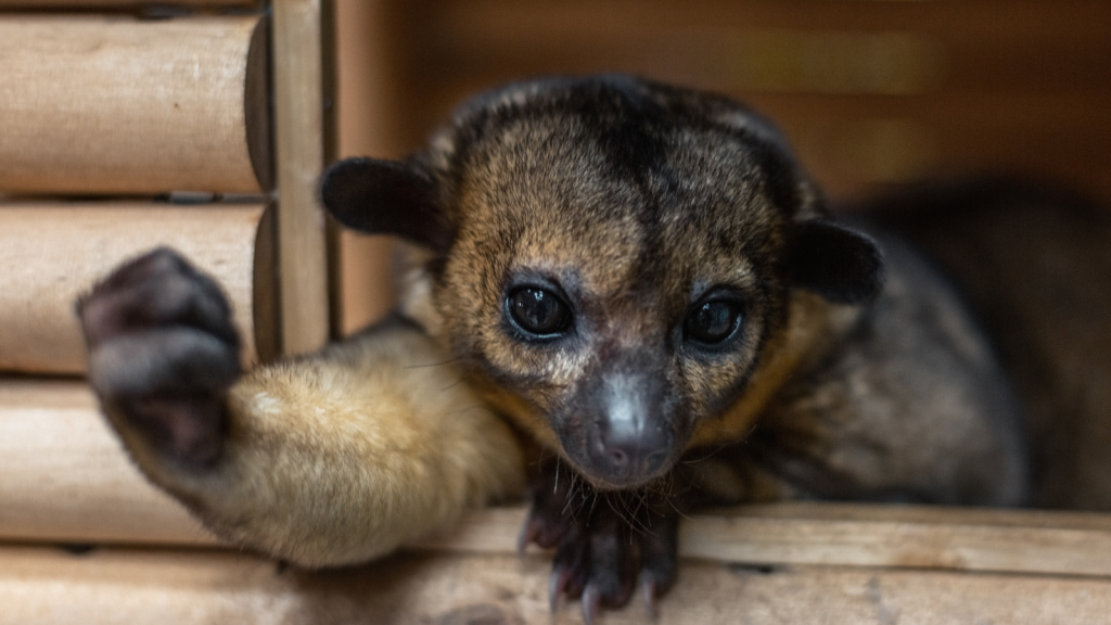 Nighttime Wonders, The Astonishing World of Kinkajous