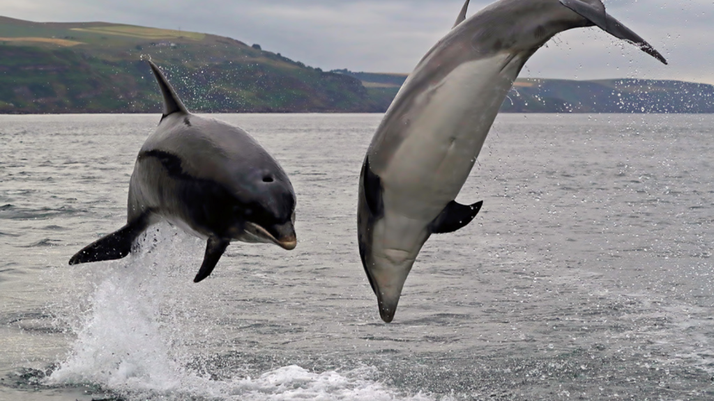 Bottlenose Dolphins