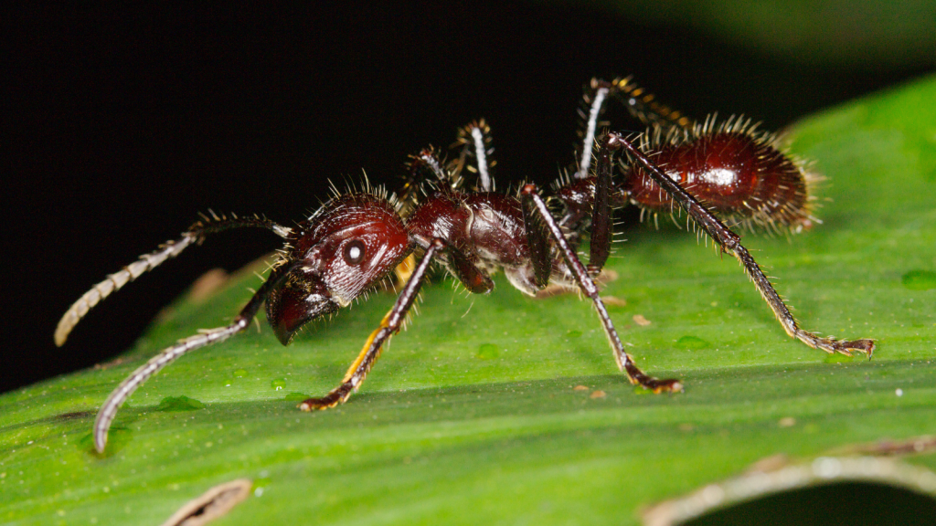 Bullet Ant | 15 Tiny Predators With Surprisingly Deadly Skills