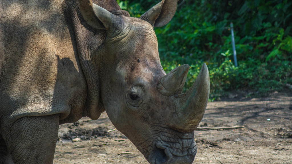 Sumatran Rhinoceros