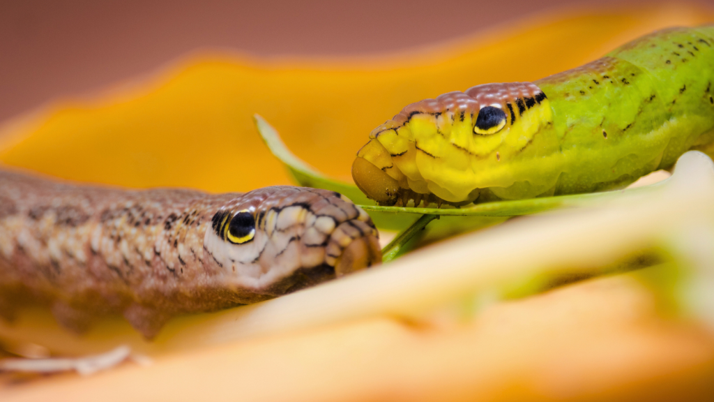 Hawk Moth Caterpillars | 10 Examples of Predator Mimicry in the Animal World