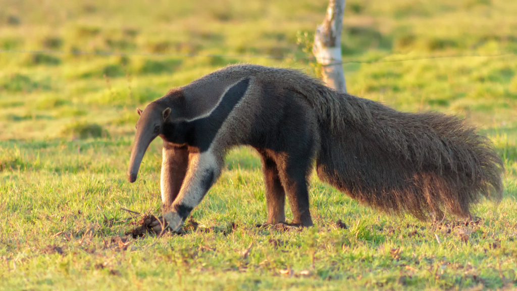 Giant Anteater