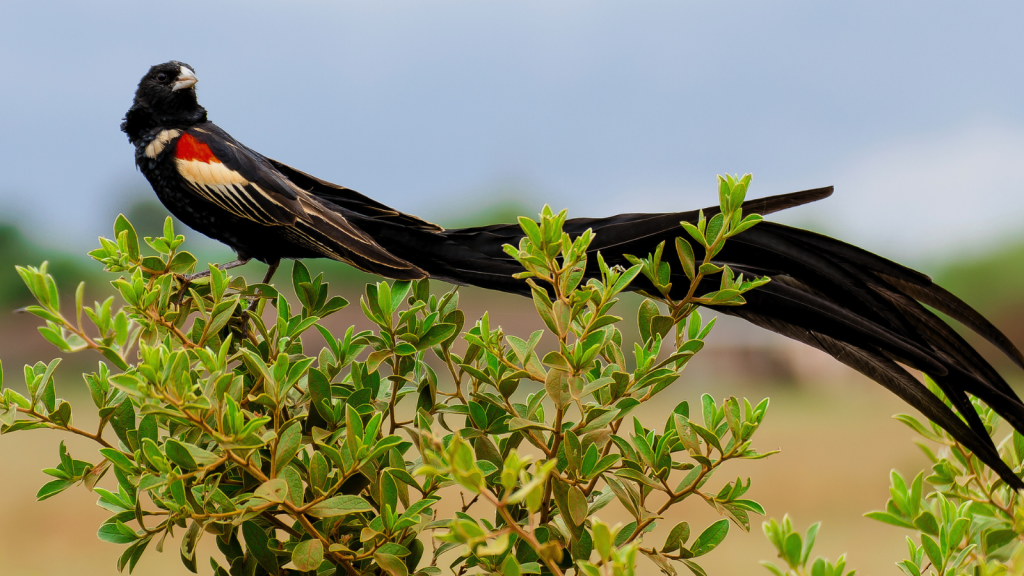 Long-Tailed Widowbird | 12 Animals With Surprisingly Long Tails