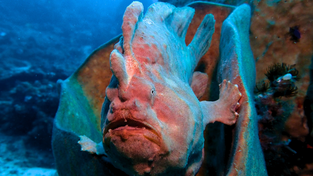 Giant Frogfish | 14 Animals That Hunt Using Hypnosis or Lures