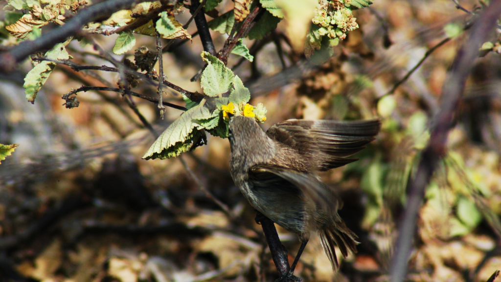 Vampire Finch