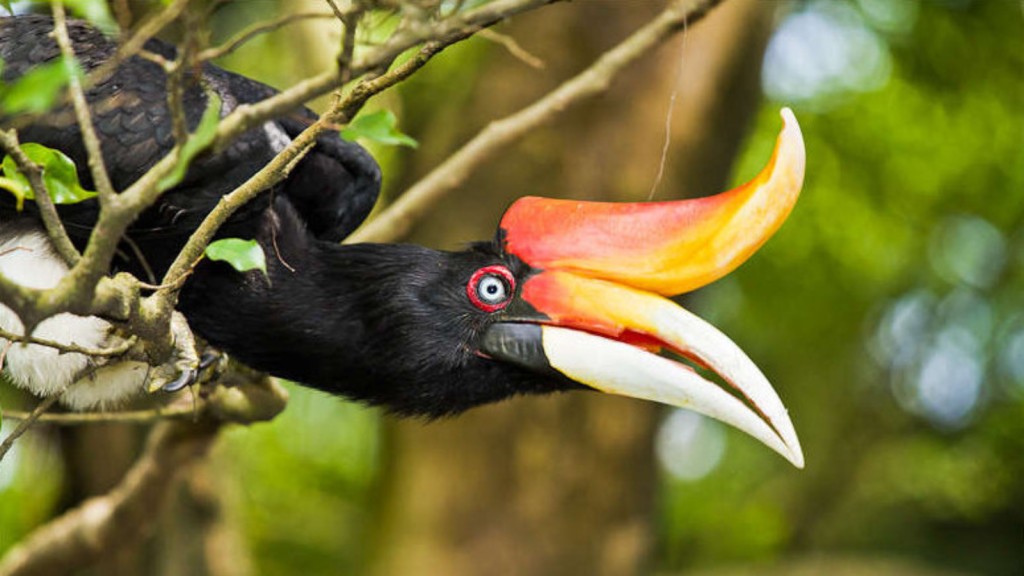 Rhinoceros Hornbill