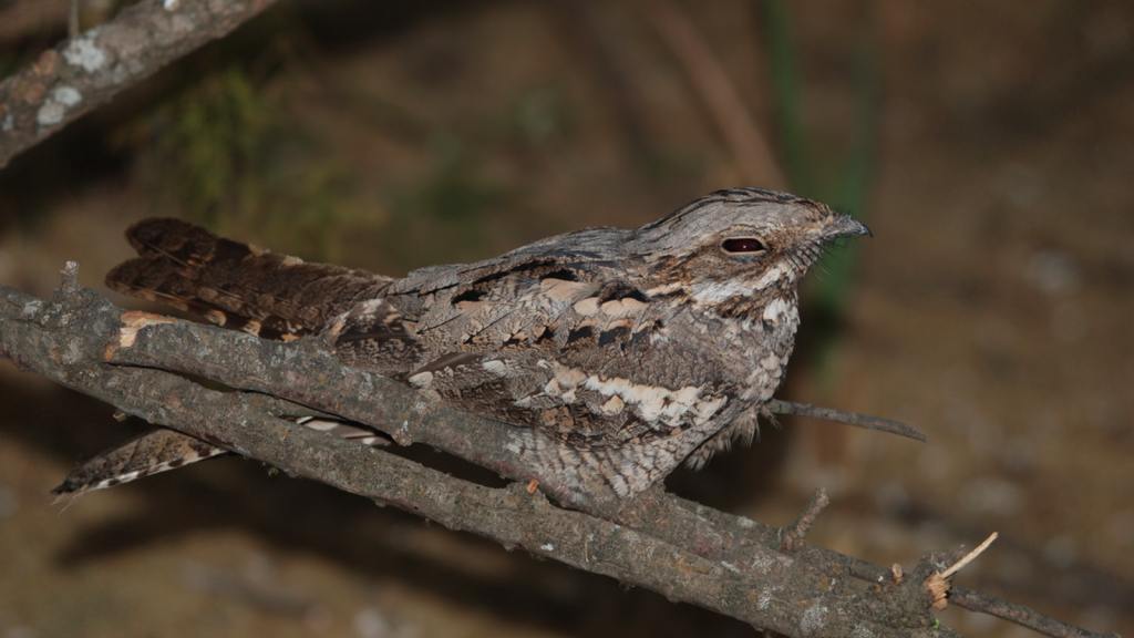 Nightjar