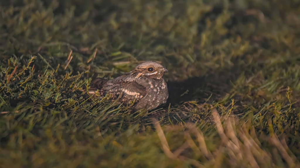 Nightjar