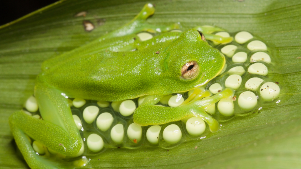 Glass Frog