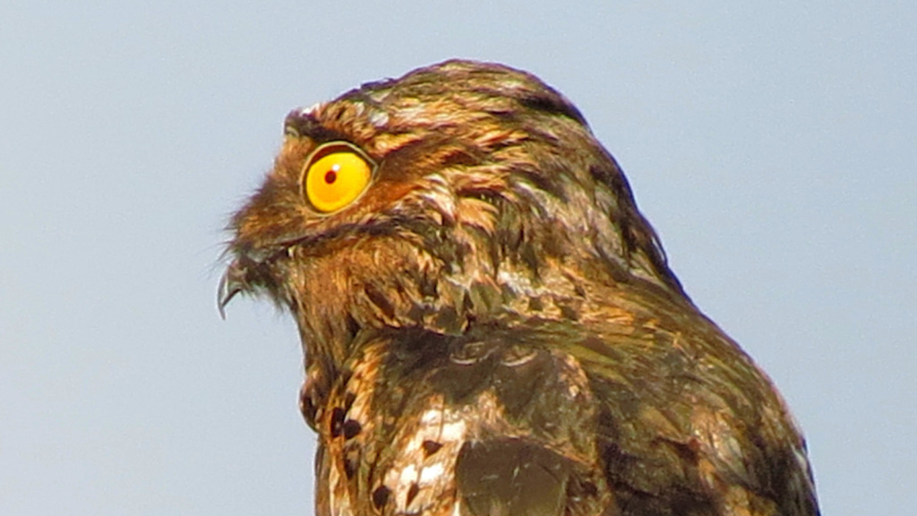 Potoo