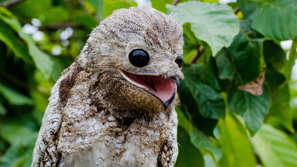 Unmasking the Mysterious Potoo Bird of the Night - Outlandish Owl