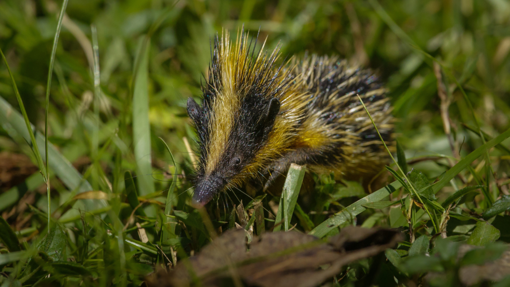 Lowland Streaked Tenrec