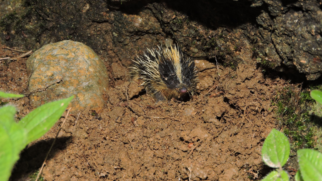 Lowland Streaked Tenrec