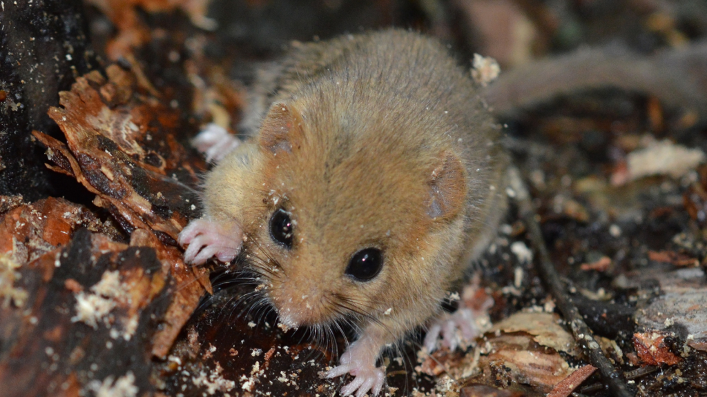 15 Fascinating Facts About Dormice