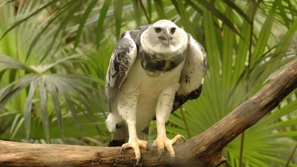 Harpy Eagle