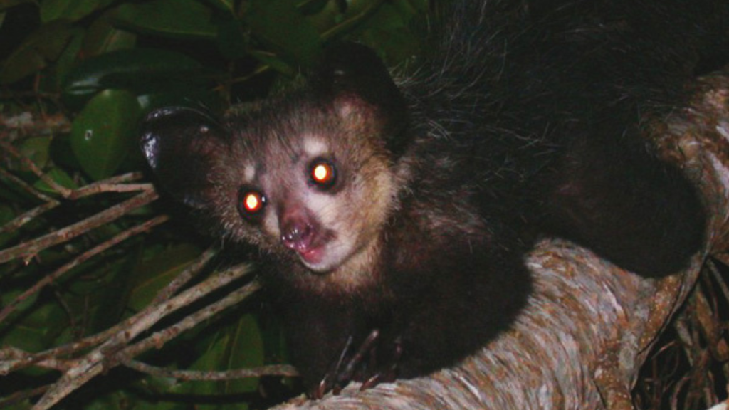 Aye-Aye