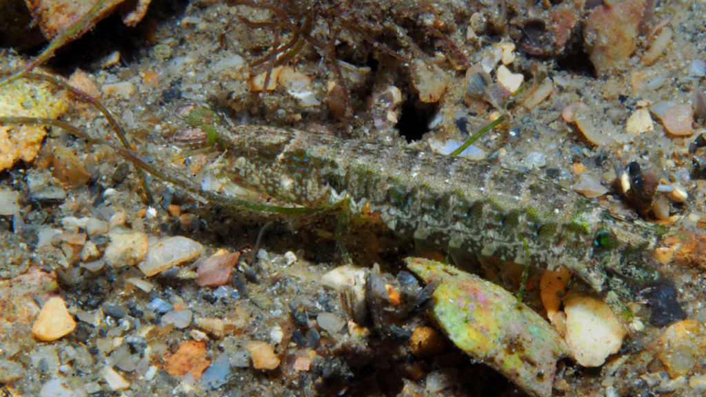 Common Mantis Shrimp