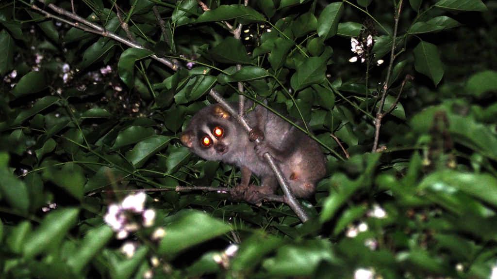 Slender Loris