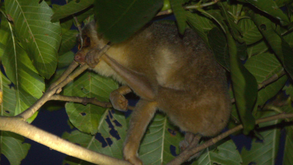 Slender Loris