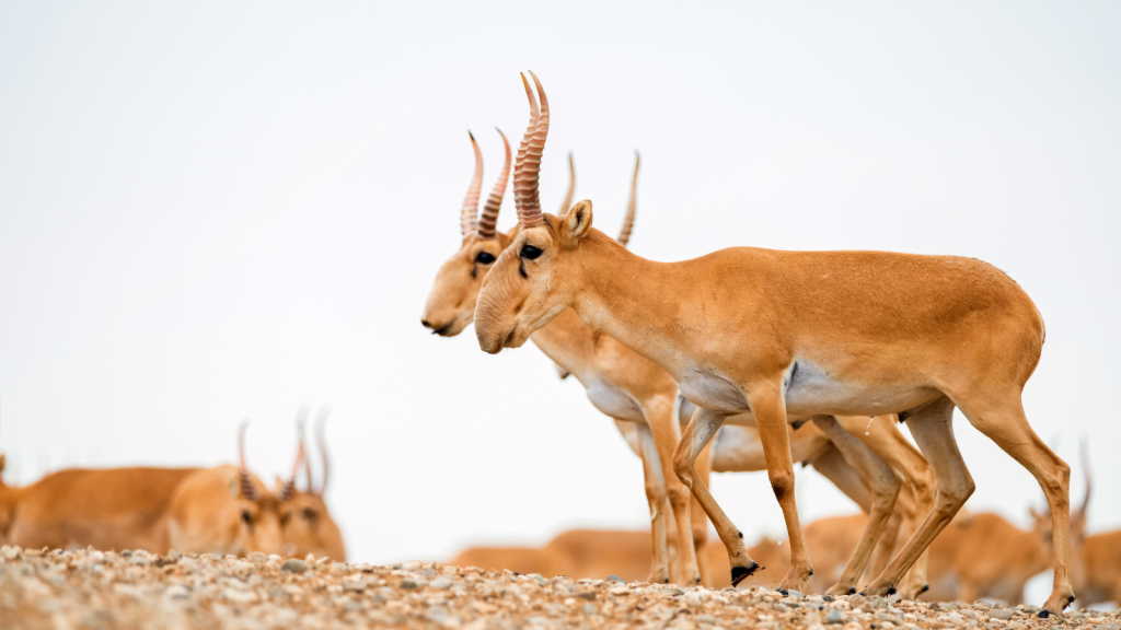 Saiga Antelope